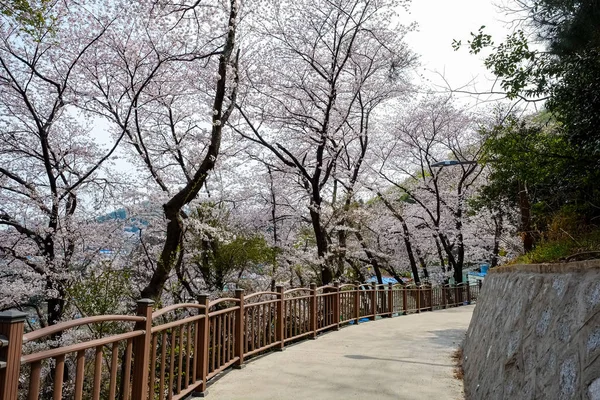 Třešňové Květy Koreji — Stock fotografie