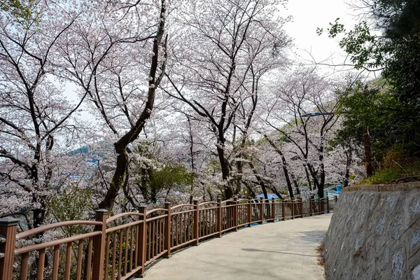 Flores Cerezo Corea —  Fotos de Stock