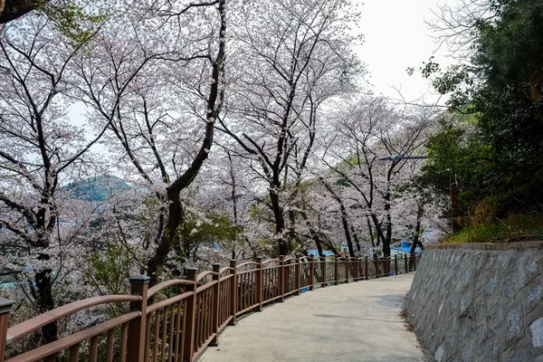 Cherry Blossoms Korea — Stok fotoğraf