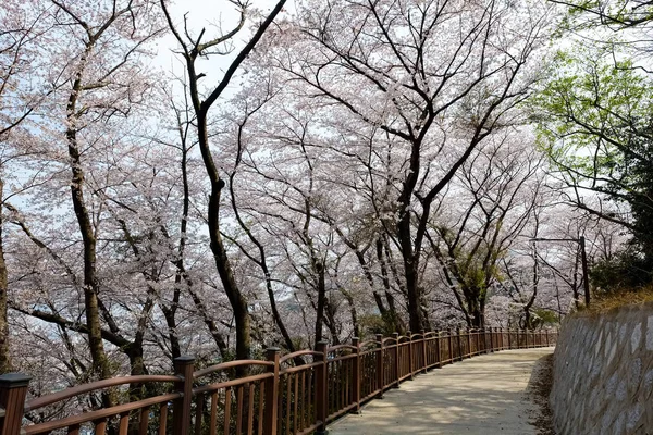 Cherry Blossoms Korea — Stok fotoğraf