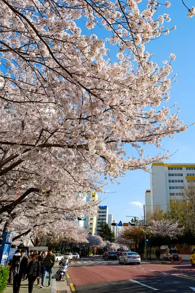 Cherry Blossoms Busan Korea — Stok fotoğraf
