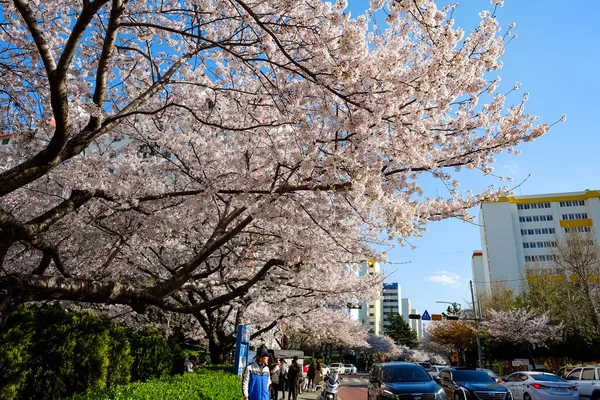 Kirschblüten Busan Korea — Stockfoto