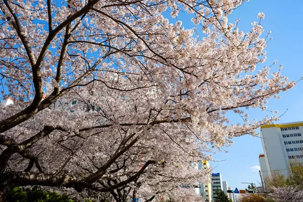 Cherry Blossoms Busan Korea — Stok fotoğraf