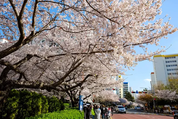 Kirschblüten Busan Korea — Stockfoto