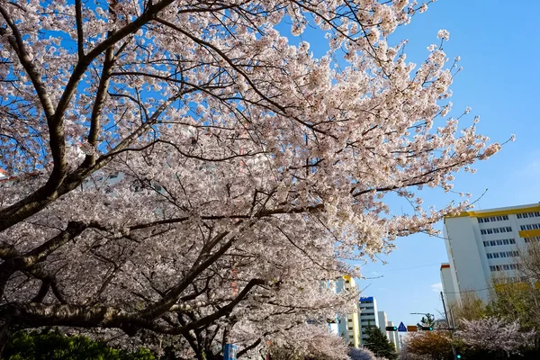 Cherry Blossoms Busan Korea — Stok fotoğraf