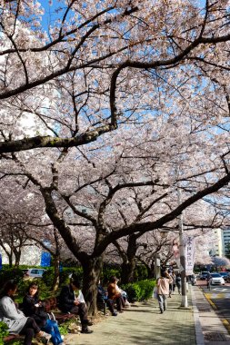 Cherry blossoms in Busan, Korea
