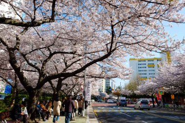 Cherry blossoms in Busan, Korea