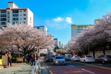 Cherry blossoms in Busan, Korea