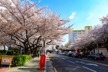 Cherry blossoms in Busan, Korea