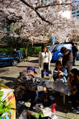 Cherry blossoms in Busan, Korea