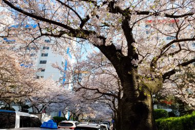 Cherry blossoms in Busan, Korea