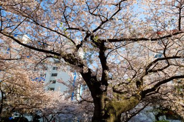 Cherry blossoms in Busan, Korea