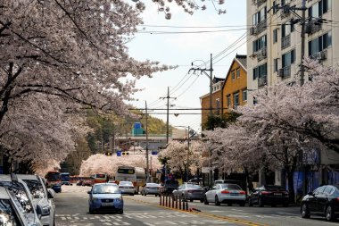 Cherry blossoms in Busan, Korea