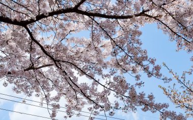 Cherry blossoms in Busan, Korea