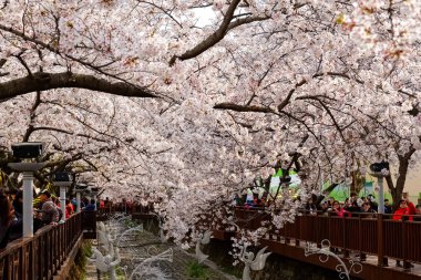 Cherry blossoms in Busan, Korea