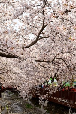Cherry blossoms in Busan, Korea
