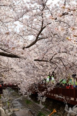Cherry blossoms in Busan, Korea