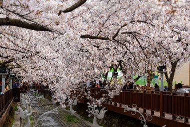 Cherry blossoms in Busan, Korea