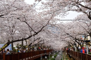 Cherry blossoms in Busan, Korea