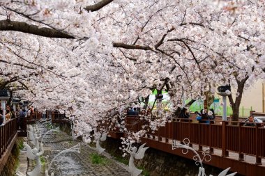 Cherry blossoms in Busan, Korea