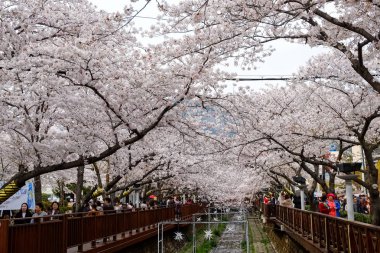Cherry blossoms in Busan, Korea