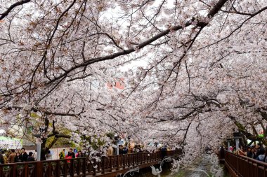 Cherry blossoms in Busan, Korea