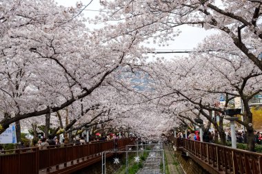 Cherry blossoms in Busan, Korea