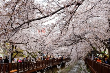 Cherry blossoms in Busan, Korea