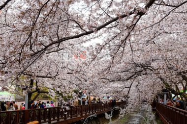 Cherry blossoms in Busan, Korea