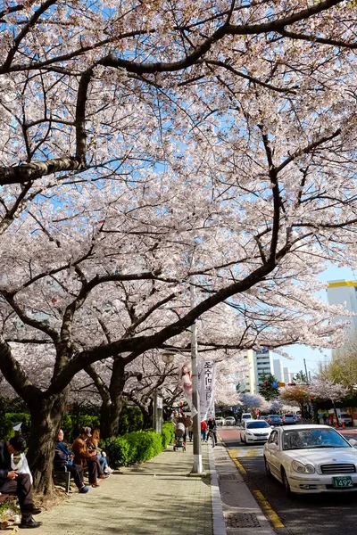 stock image Cherry blossoms in Busan, Korea