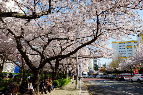 Cherry Blossoms Busan Korea — Stok fotoğraf