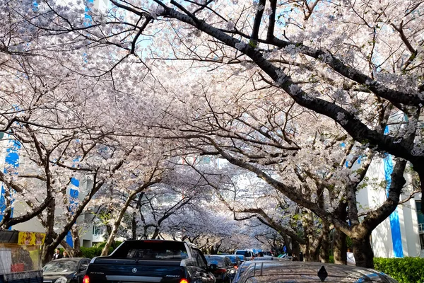 Cherry Blossoms Busan Korea — Stok fotoğraf