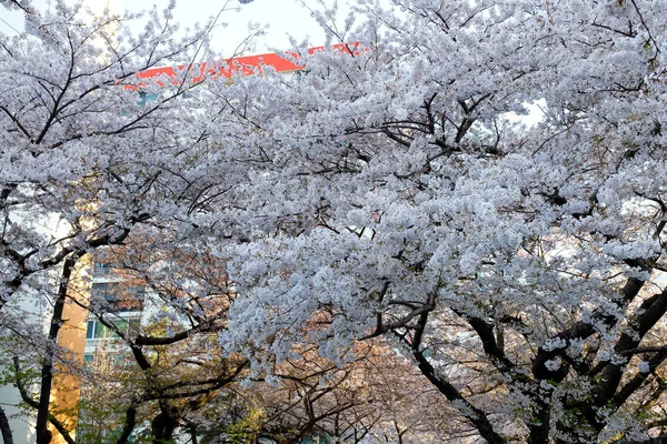 Fleurs Cerisier Busan Corée — Photo