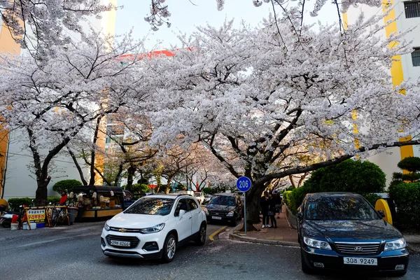 Cherry Blossoms Busan Korea — Stok fotoğraf