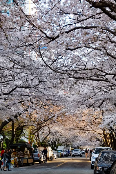 Fiori Ciliegio Busan Corea — Foto Stock