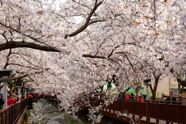 Cherry Blossoms Busan Korea — Stock Photo, Image