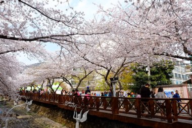 Cherry blossoms in Busan, Korea