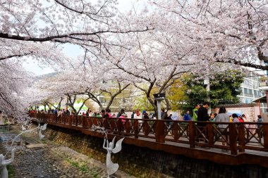 Cherry blossoms in Busan, Korea