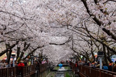 Cherry blossoms in Busan, Korea