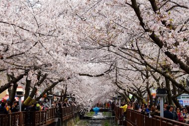 Cherry blossoms in Busan, Korea