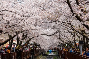 Cherry blossoms in Busan, Korea