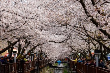 Cherry blossoms in Busan, Korea