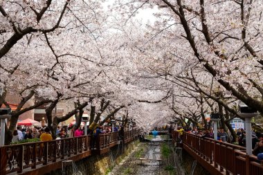 Cherry blossoms in Busan, Korea