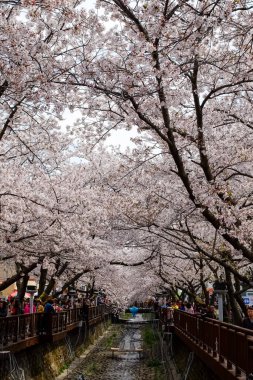 Cherry blossoms in Busan, Korea