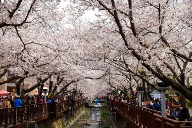 Cherry blossoms in Busan, Korea