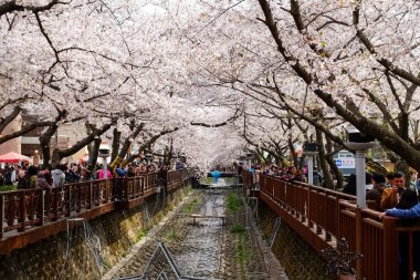Cherry blossoms in Busan, Korea