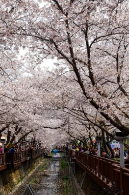 Cherry blossoms in Busan, Korea