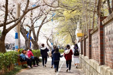 Cherry blossoms in Busan, Korea