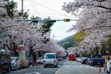Cherry blossoms in Busan, Korea