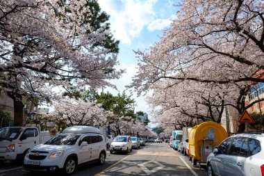 Cherry blossoms in Busan, Korea